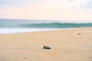 Actividad - Liberación de tortugas en Puerto Ángel