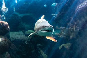 Actividad - Entrada ZooQuarium