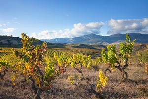 Actividad - Visita a 2 bodegas de La Rioja y su pueblo medieval Laguardia - Tour de un día entero