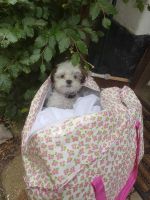 Alquiler Vacacional - Charming  3 bed Thatched cottage in rural village near Stockbridge Winchester.