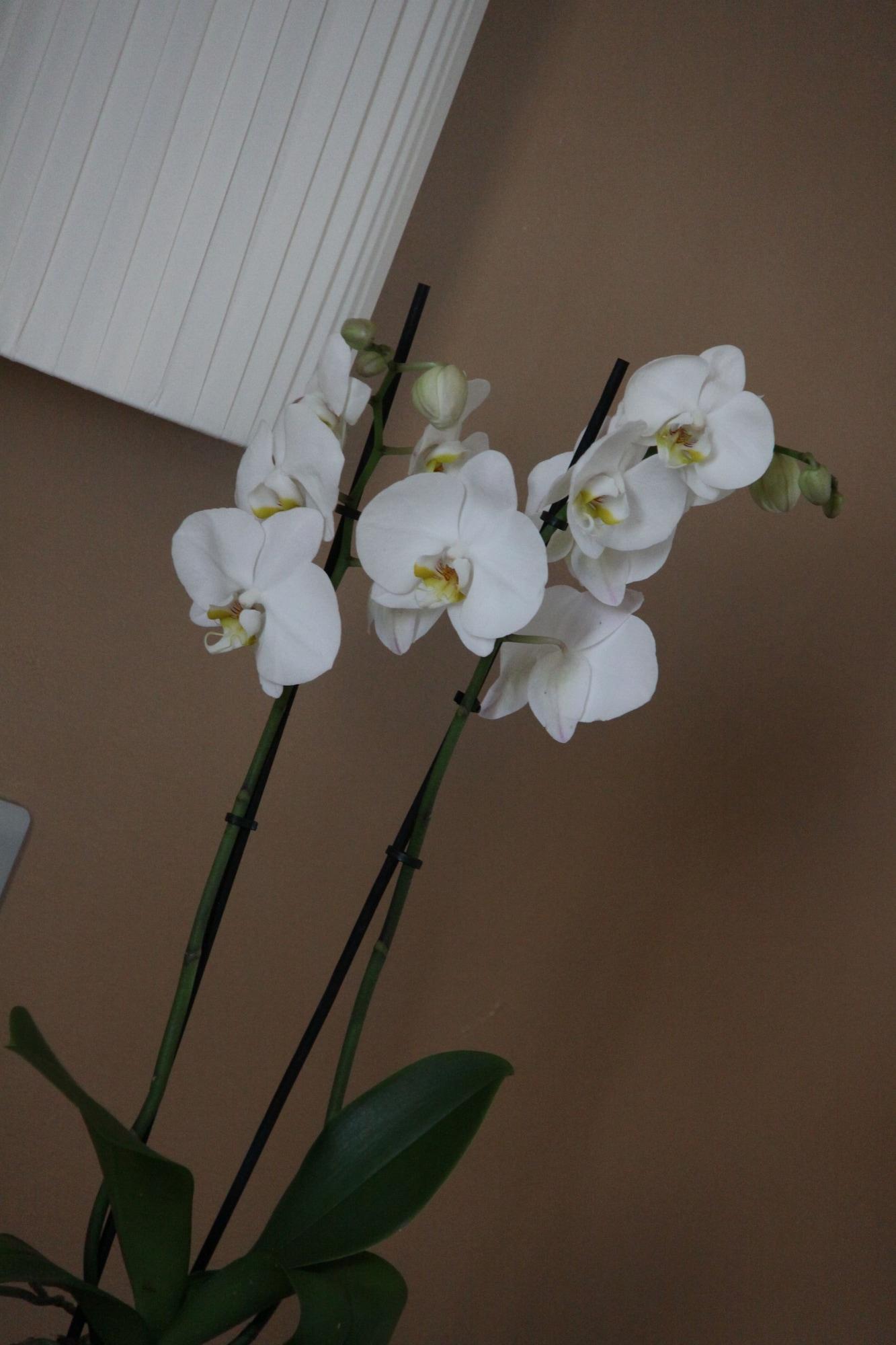 Set de Habitación Hotel Regit