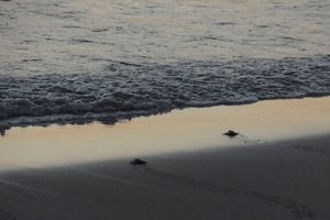 Actividad - Protección de tortugas y liberación de tortugas