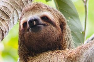 Activity - Manuel Antonio National Park Guided Tour