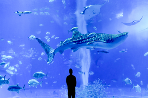 Actividad - Okinawa Highlights Churaumi Aquarium & Cape Manza Day Tour
