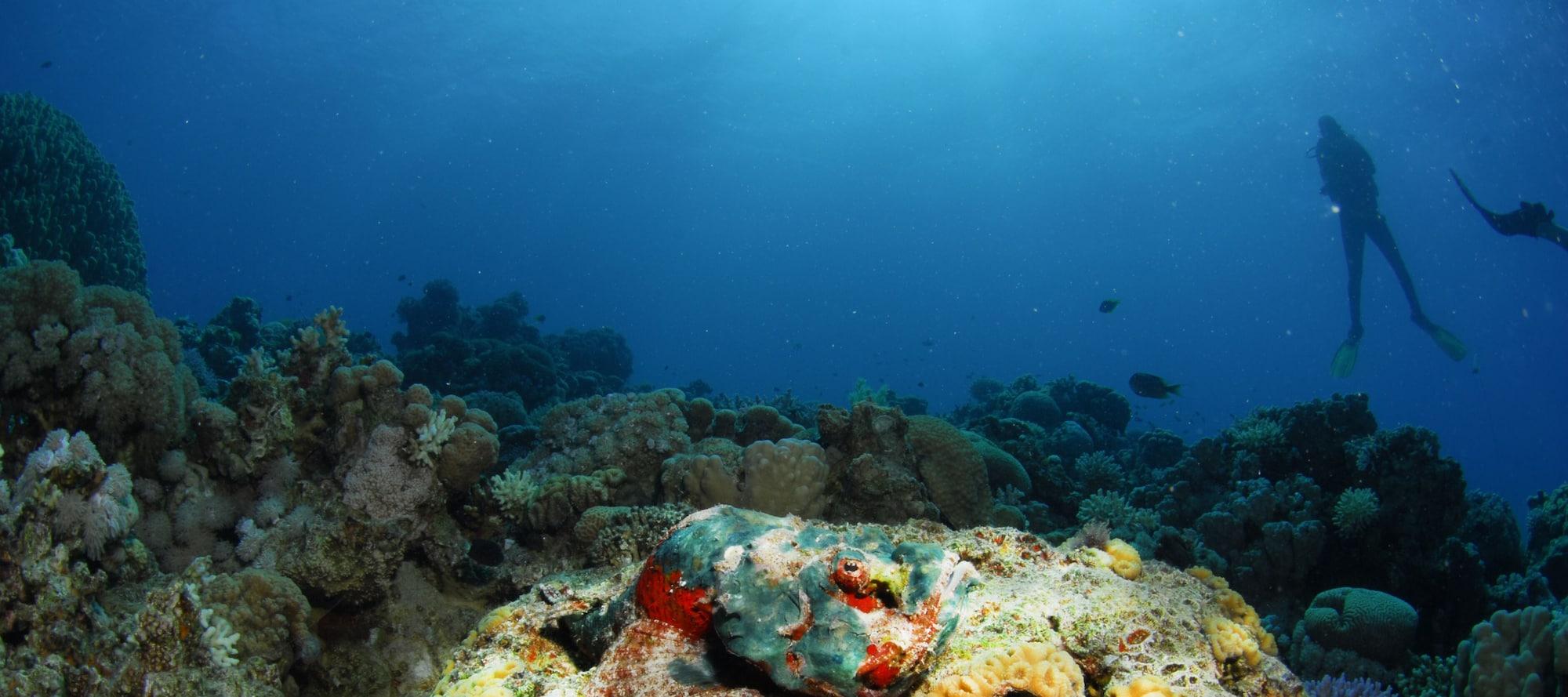 Varios Aqaba Adventure Divers Village