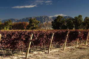 Actividad - Ruta del Vino y Bodegas en San Juan
