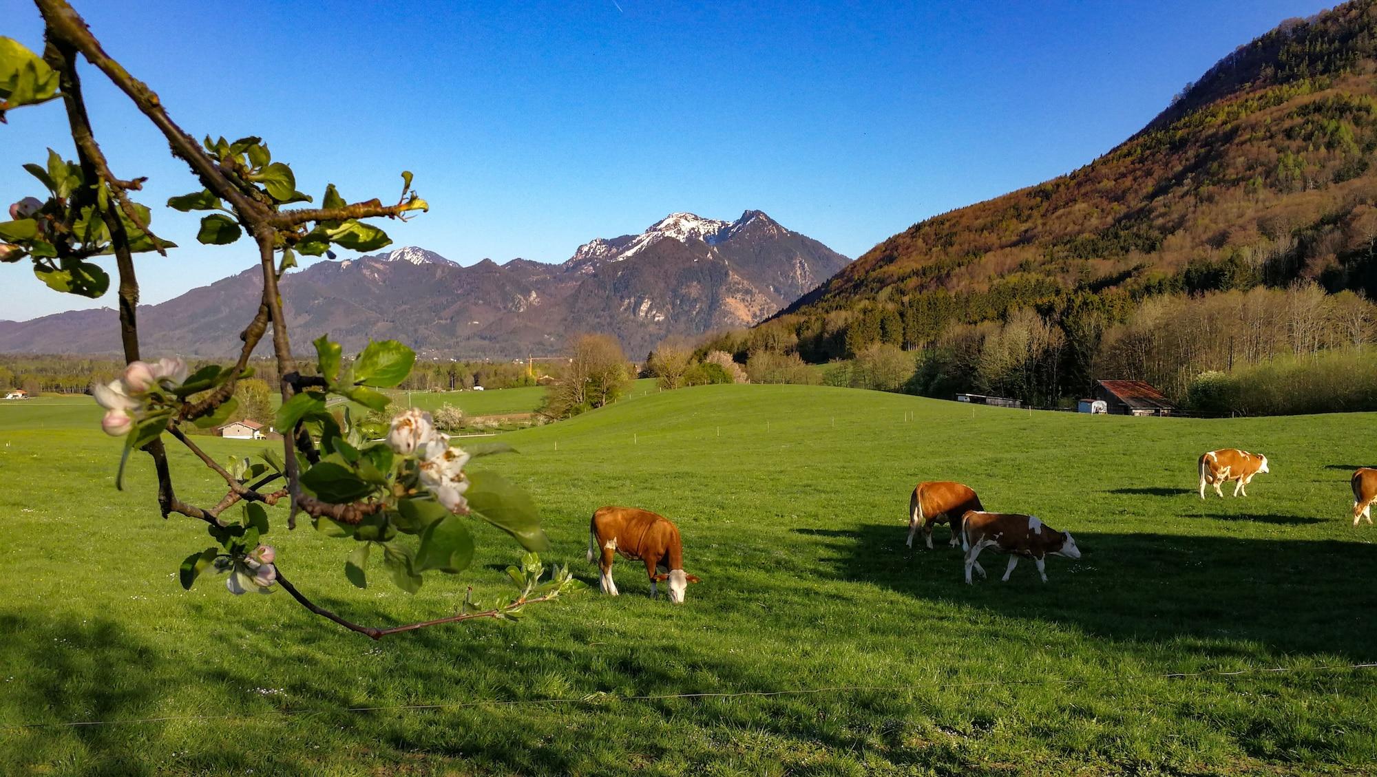 Comodidades del Alojamiento Hoderhof
