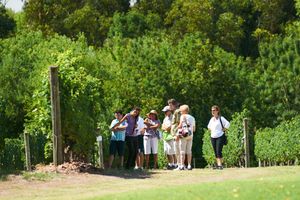 Actividad - Tour a Bodega Bouza
