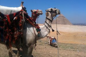 Actividad - Tour por El Cairo: Aventura de medio día a las pirámides sin multitudes