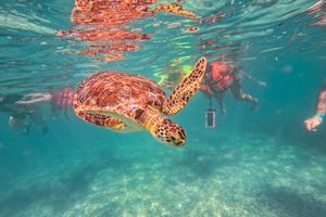 Actividad - Tour de nado con tortugas en Akumal