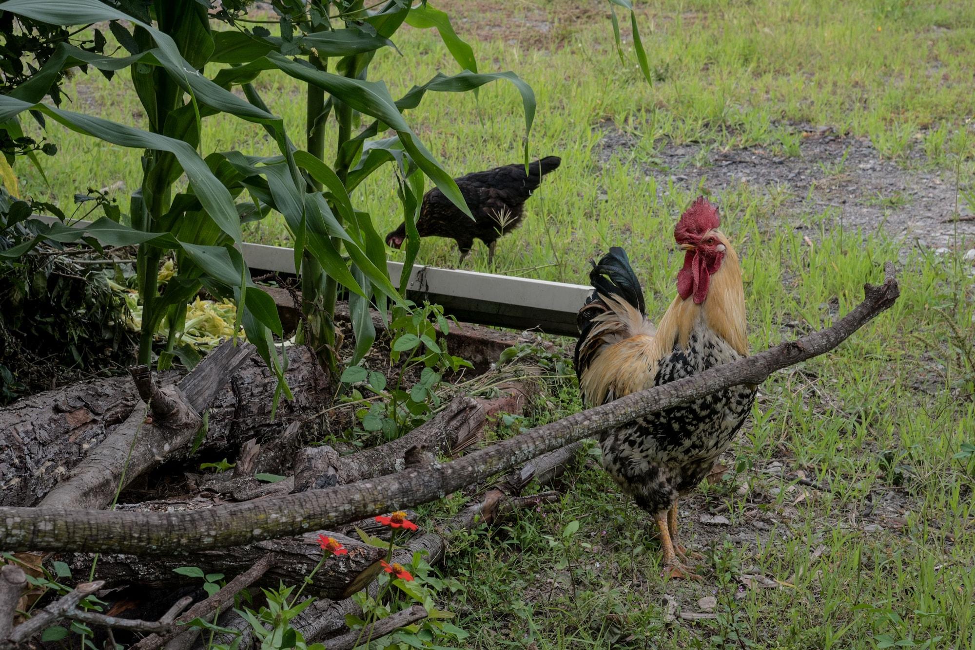 Vista Exterior Garden House