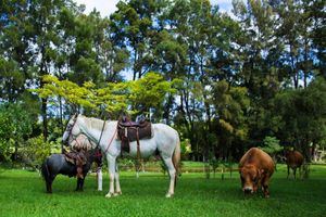 Alojamiento - Hotel Pontal de Tiradentes
