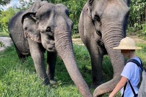 Actividad - Una mañana con elefantes