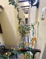 Alojamiento - hotel don alberto