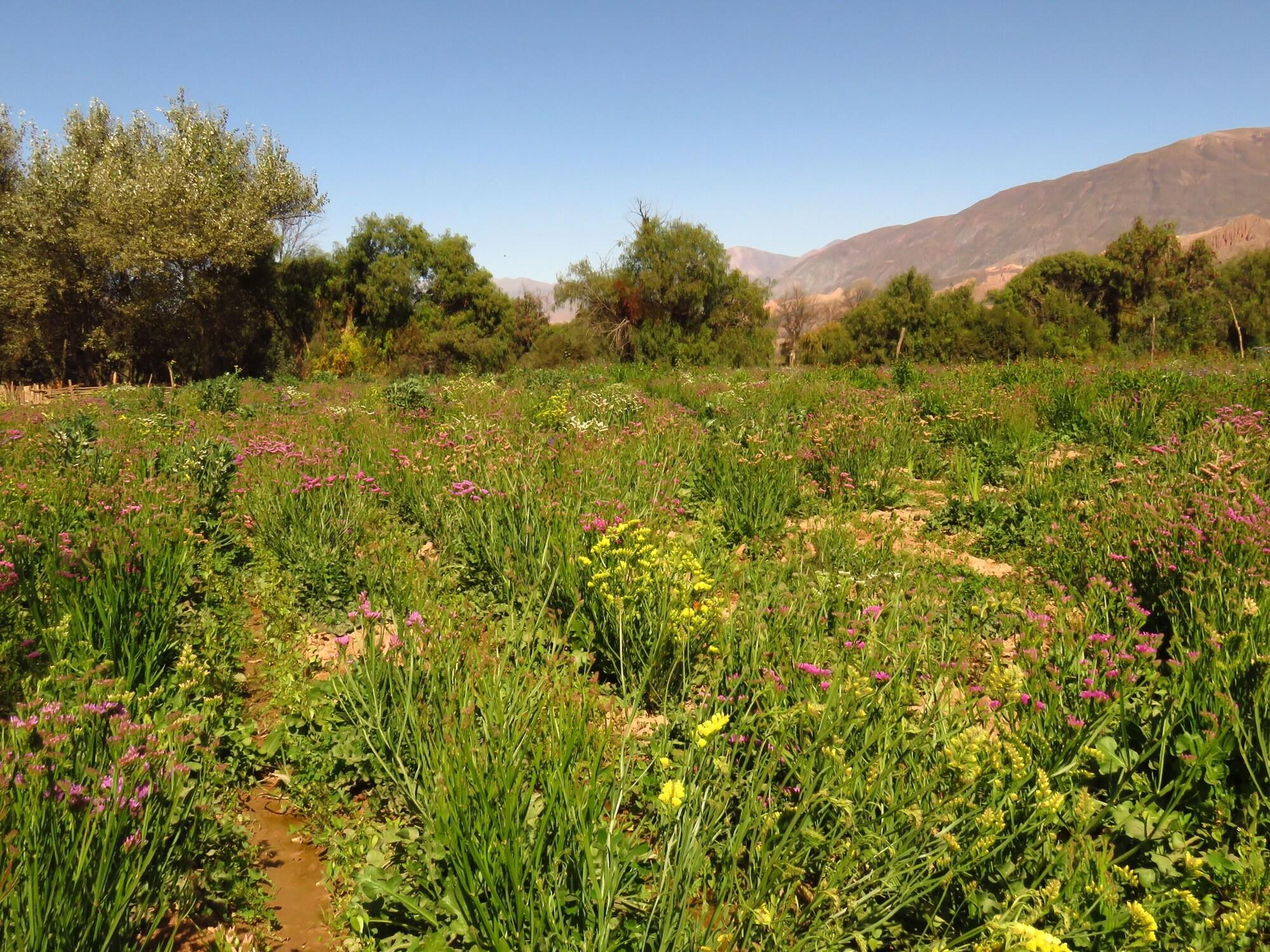Instalaciones Recreativas La Paleta del Pintor Hosteria
