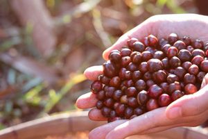 Actividad - Visita a una finca de café orgánico