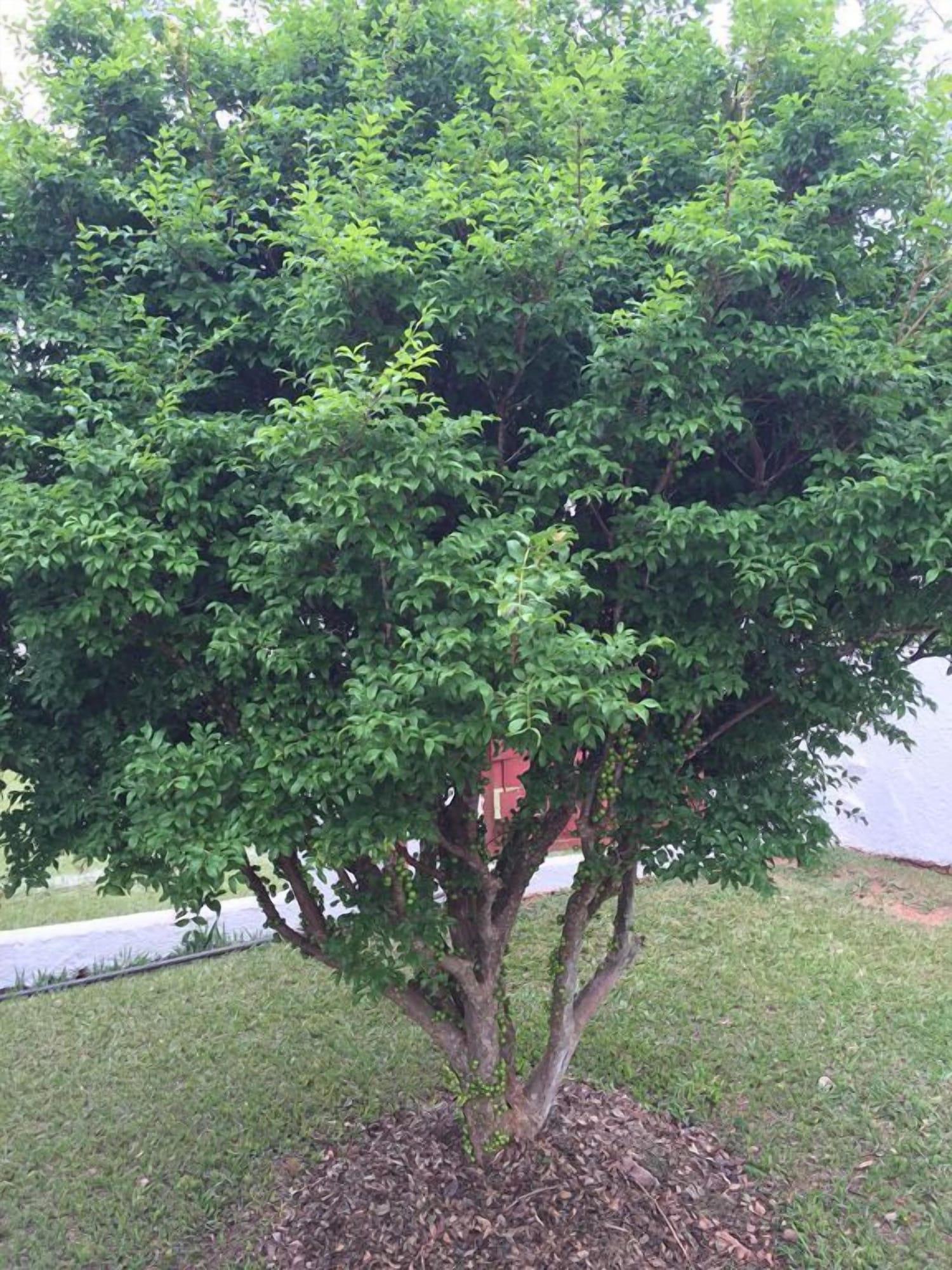 Vista Exterior Pousada Flores do Campo