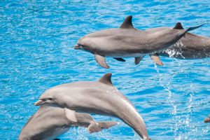 Actividad - Snorkel en West Bay + Avistamiento de delfines