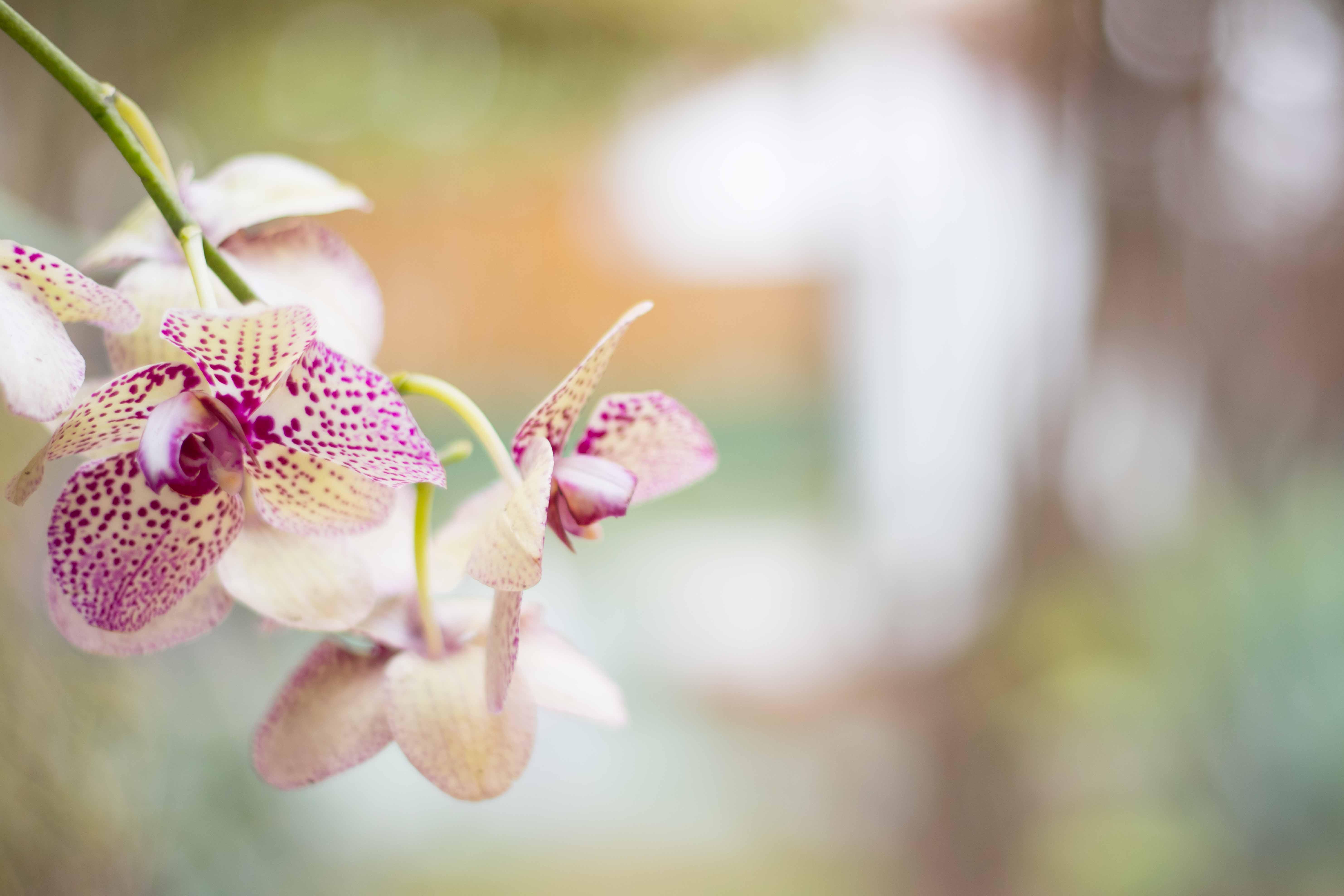 Varios Kahale Hostel