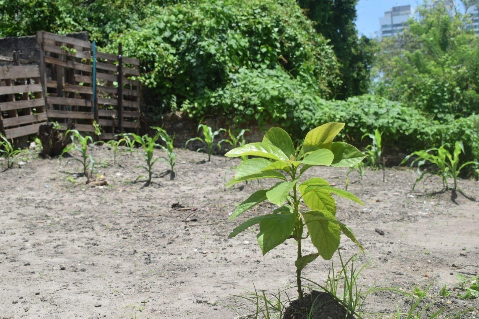 Comodidades del Alojamiento MANGO TREE HOSTEL 4 20