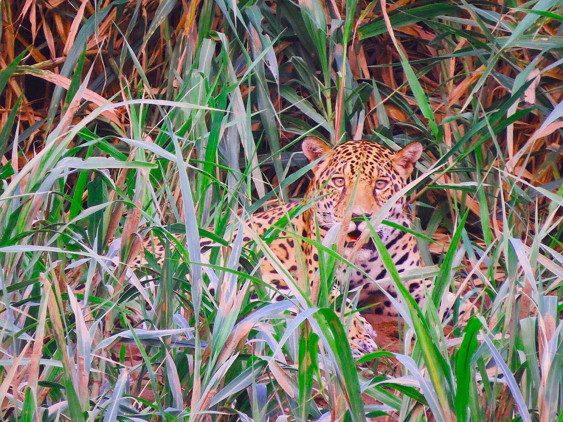 Varios Tambopata Ecolodge