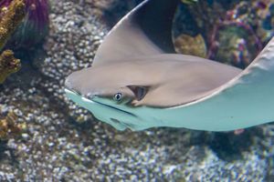 Actividad - Entrada a SEA LIFE® Melbourne