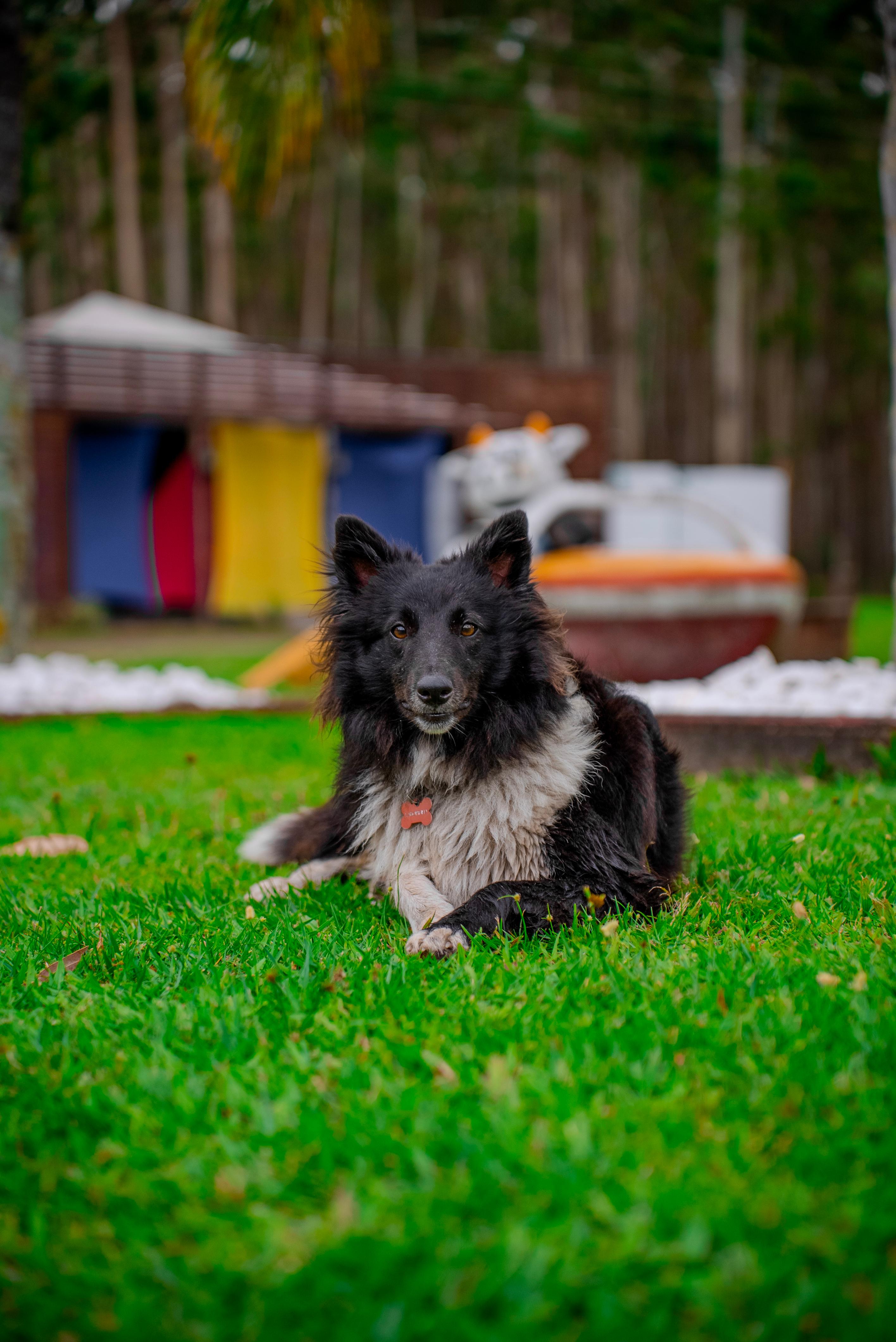 Pet friendly Acqua Lokos Parque Hotel