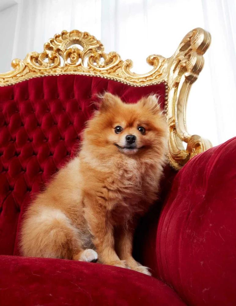Pet friendly Sézane's Lodges: shared home - not hotel - in museum district