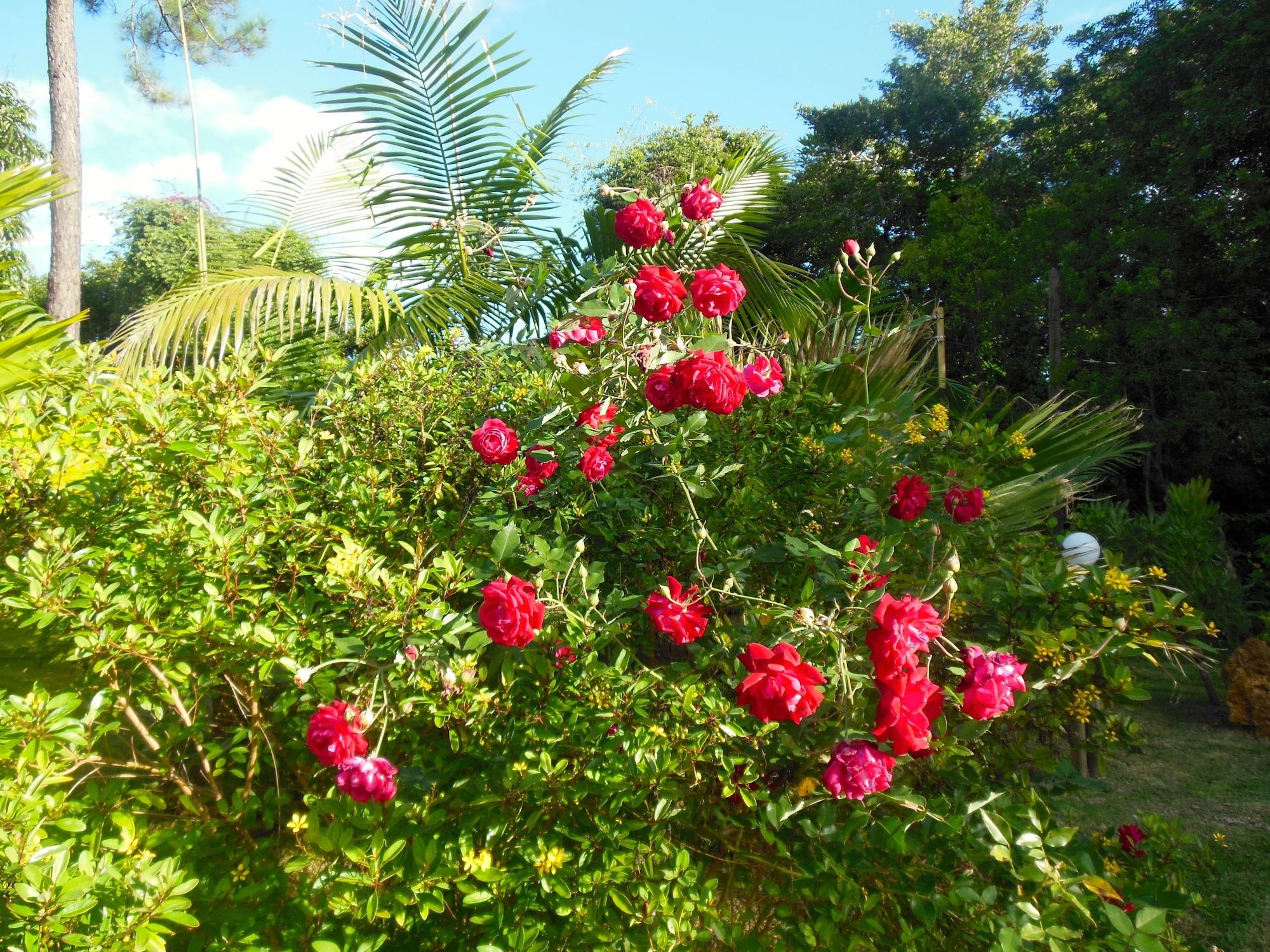 Comodidades del Alojamiento Lézard Home Bed and Breakfast
