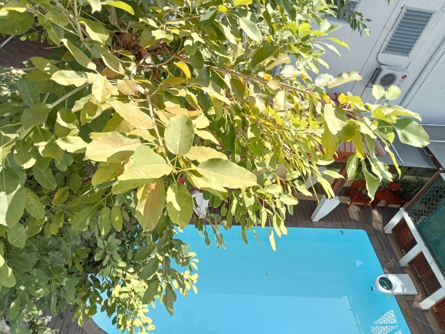 Vista Piscina Sri-Pat Guesthouse
