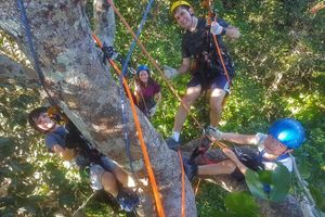 Actividad - Aventura de escalada de árboles