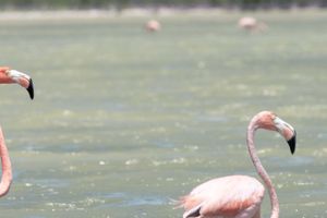 Actividad - Excursión a la Laguna de Oviedo con avistamiento de flamencos