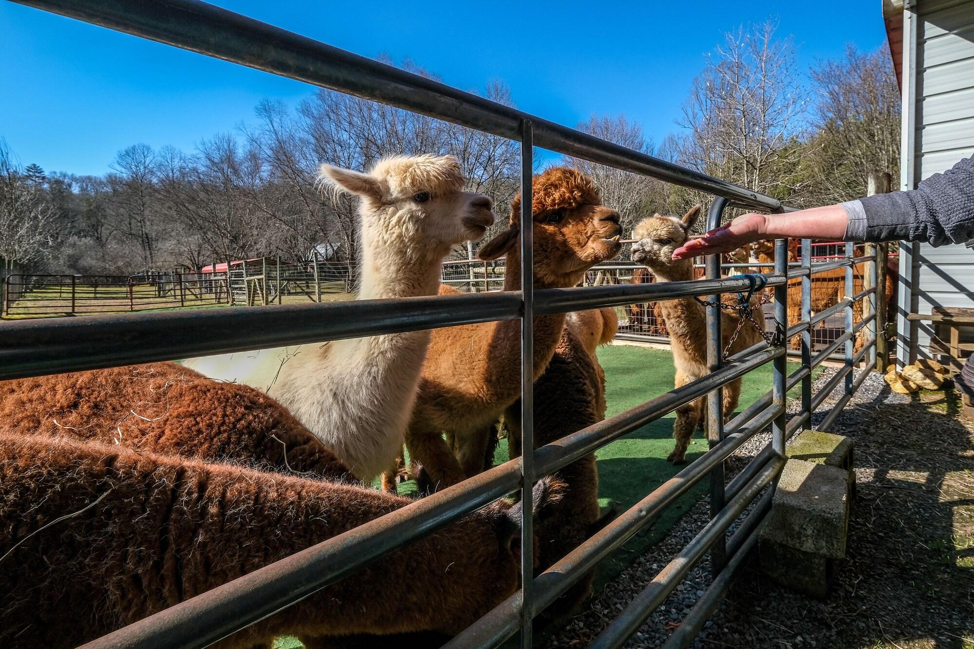 Instalaciones Recreativas Cobb Creek Cabins