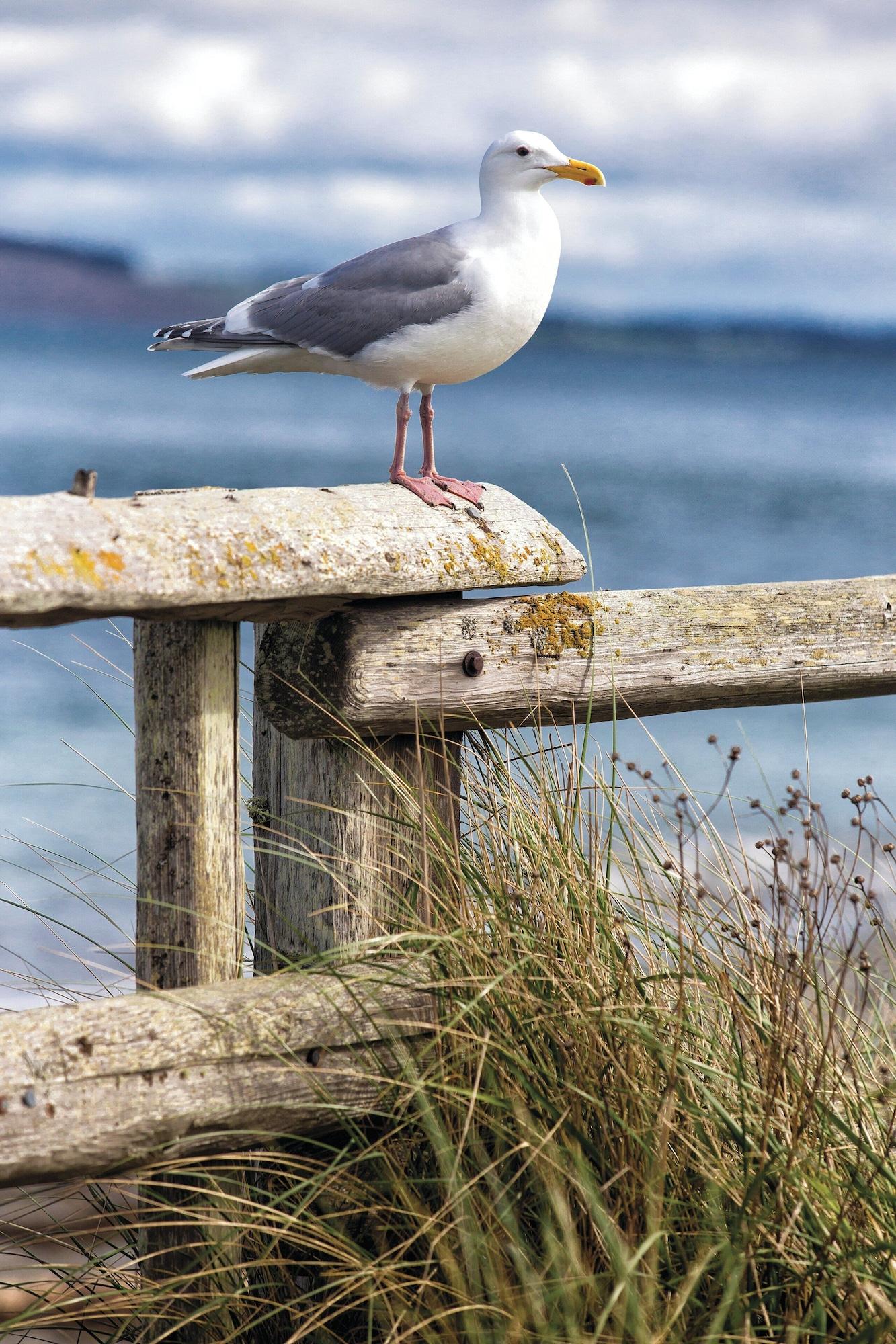 Bar/Salón WorldMark Discovery Bay