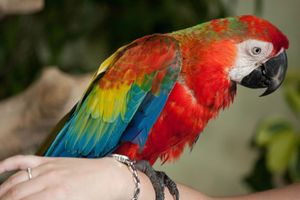 Actividad - Parque de Aves KL, Jardín de Mariposas y Huerto — Tour privado