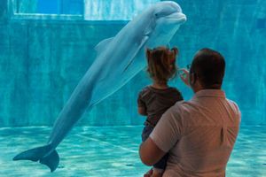 Actividad - Acuario Clearwater Marine Aquarium