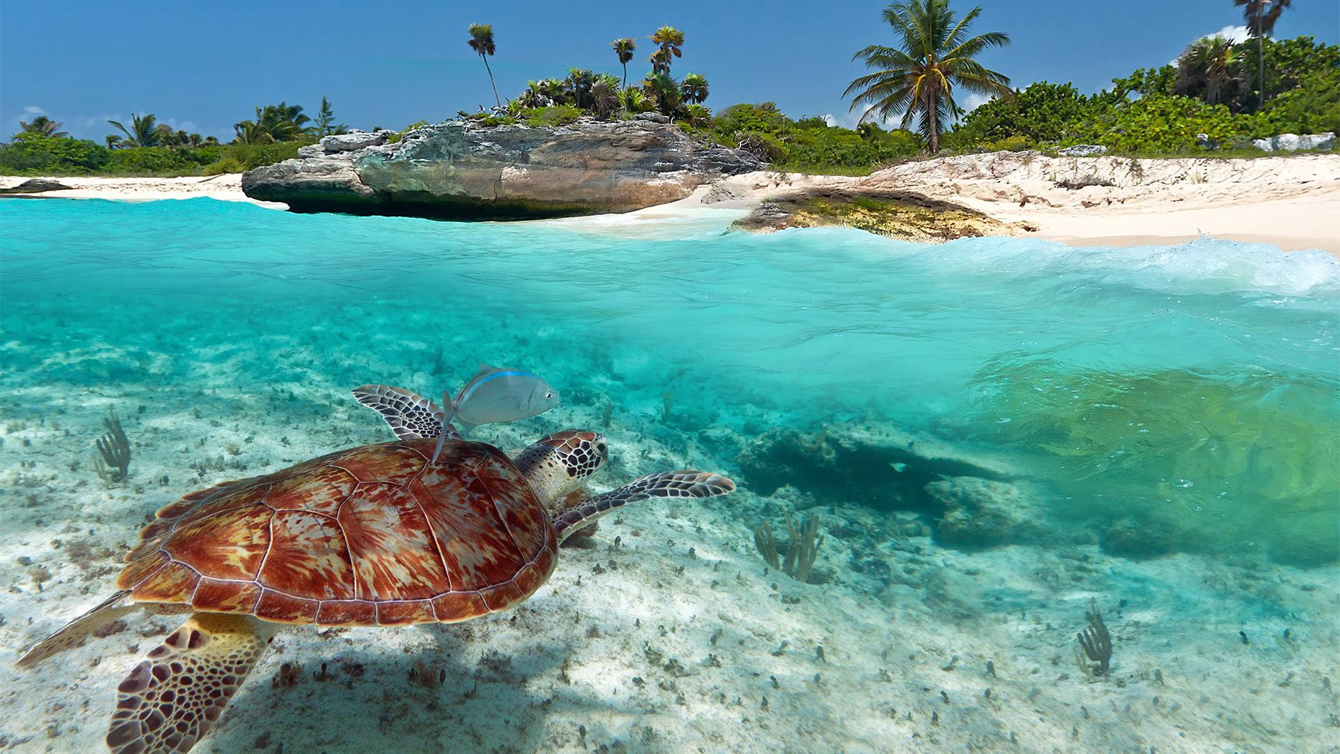 Los mejores Paquetes Turísticos a Playa del Carmen | Despegar