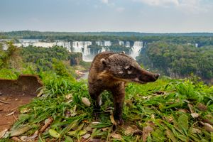 Paquete - Paquetes a Foz de Iguazú