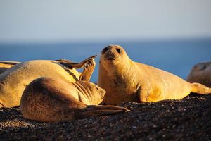 Actividad - Encuentro con Lobos Marinos y Costa Patagónica