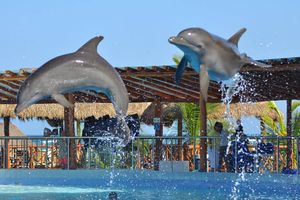 Actividad - Dolphin encounter en Playa del Carmen