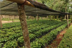 Alojamiento - Hotel Misión Los Cocuyos