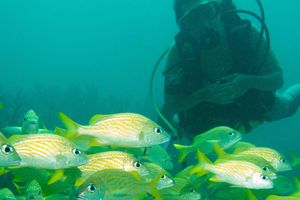 Activity - Scuba Diving in Baru