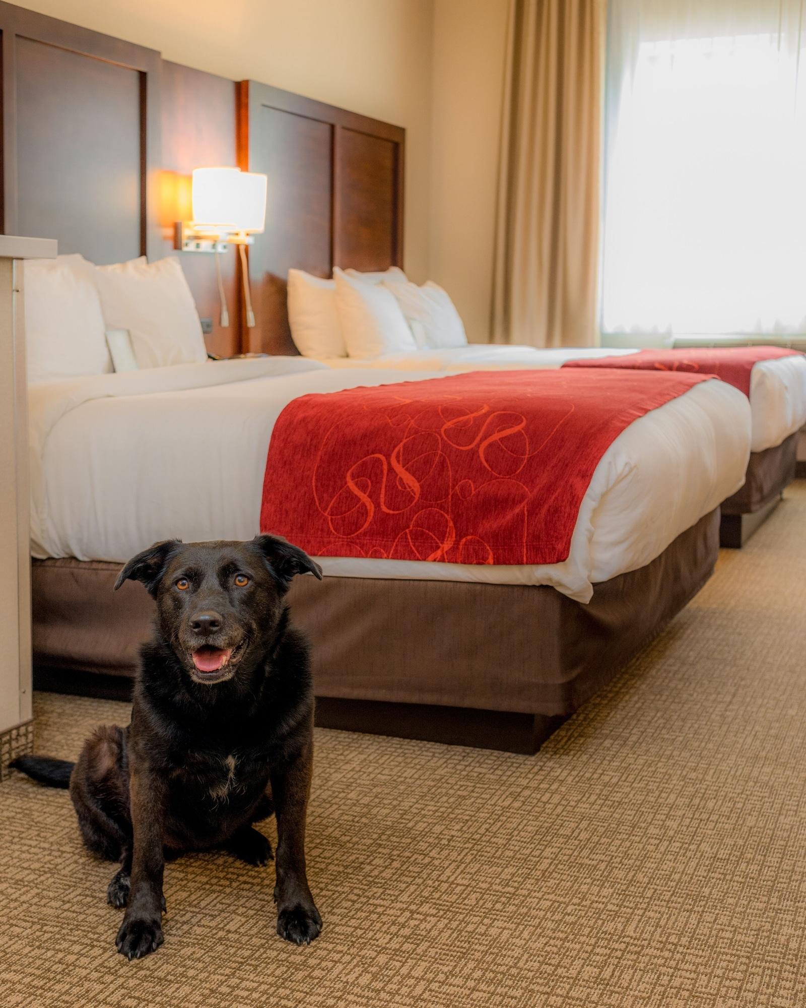 Habitación Comfort Suites Springfield-Eugene