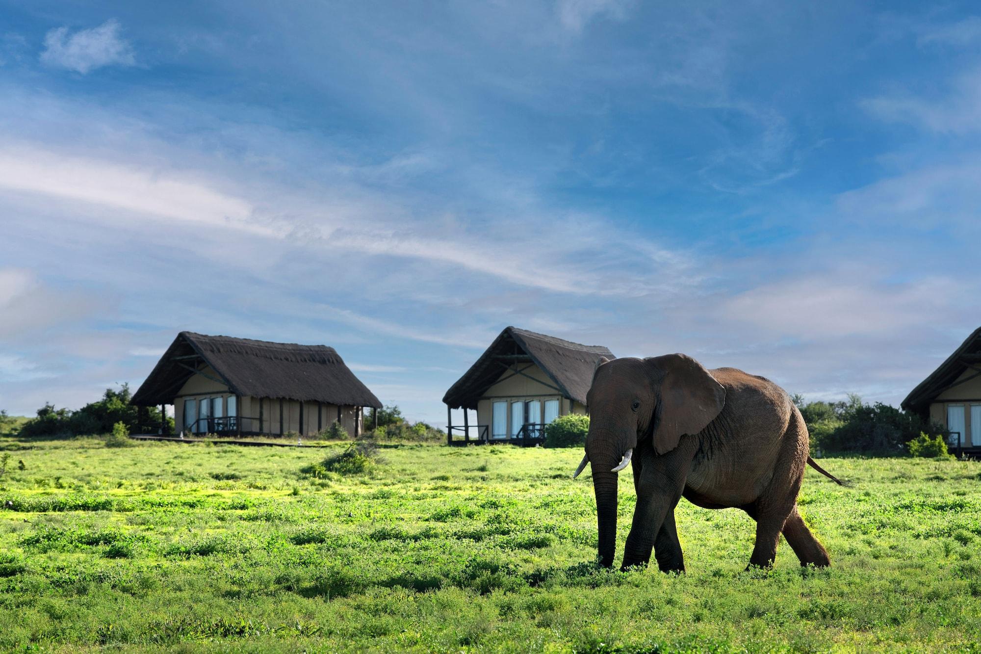 Habitación Gorah Elephant Camp