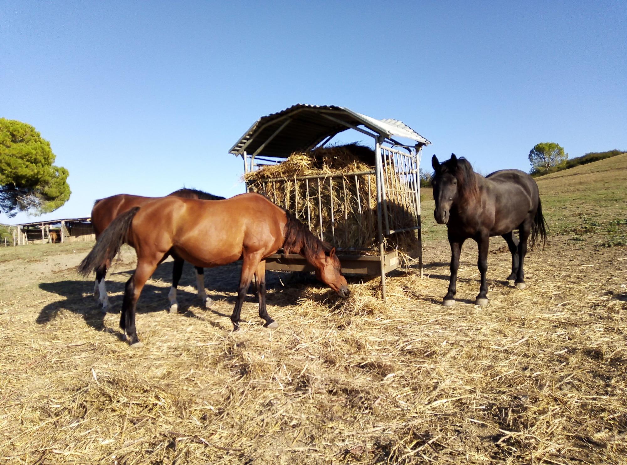Instalaciones Recreativas Tenuta Agricola Fonte di Papa