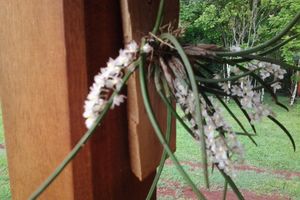 Alquiler Vacacional - Ribera de las Orquideas