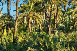Actividad - Excursión a la isla de Tabarca y el palmeral de Elche