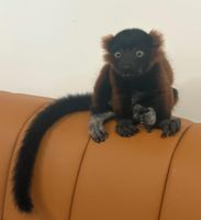 Alquiler Vacacional - Conestoga Wagon 2 -experience the wild west like never before!