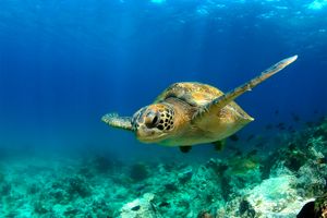 Vuelo - Vuelos a Islas Galápagos