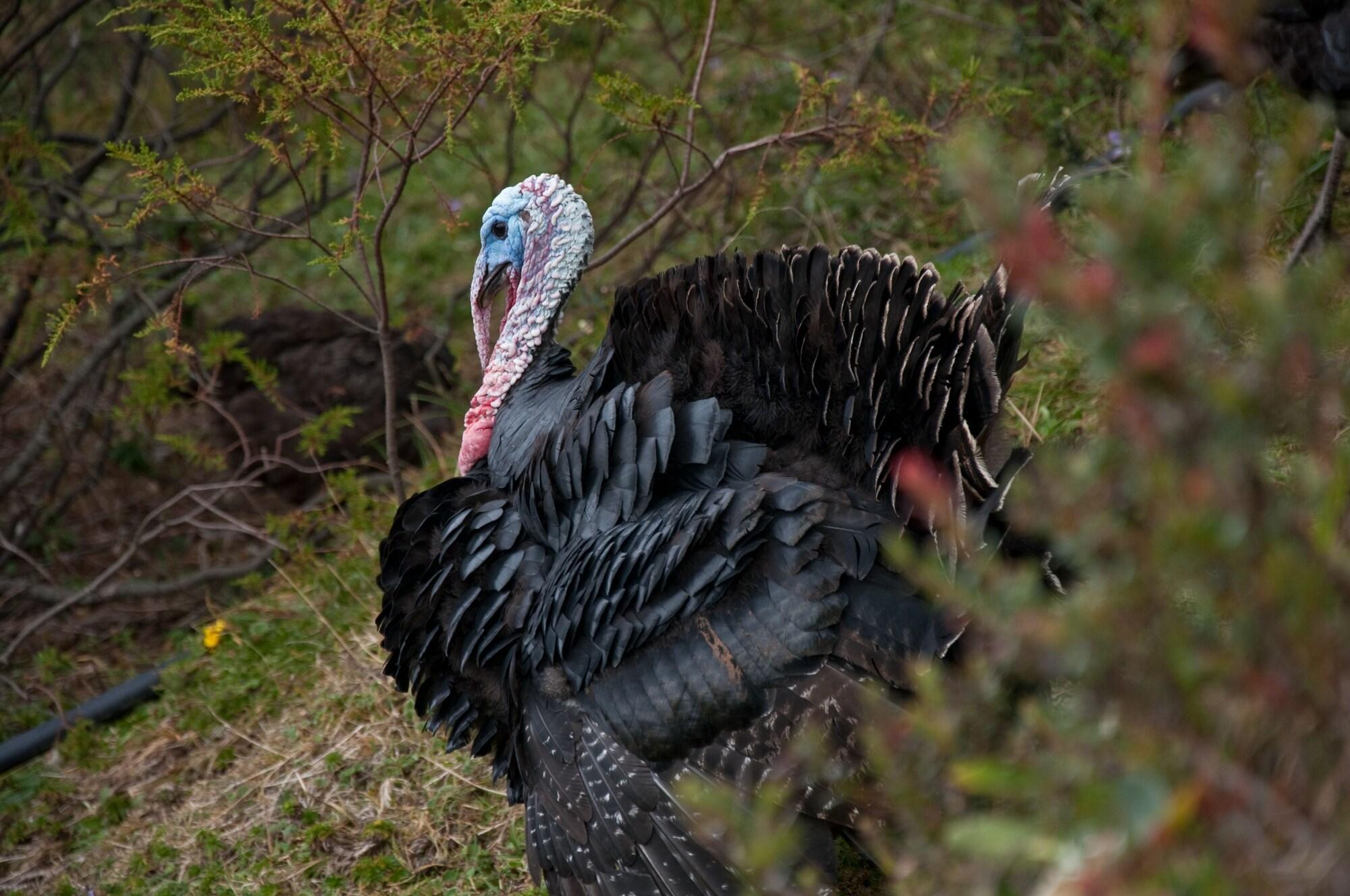 Instalaciones Recreativas The Secret Garden Cotopaxi - Hostel